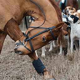 chasse à courre - zone300