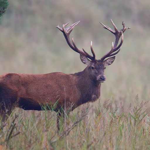 chasse au cerf / daim - zone300