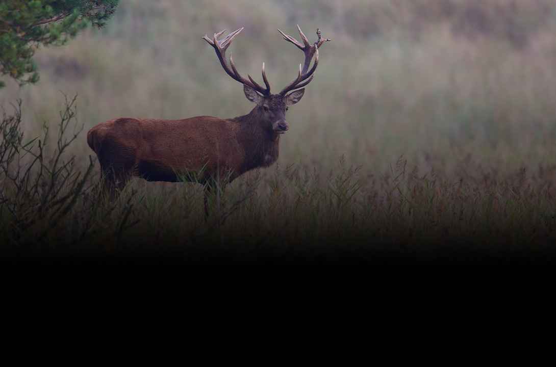 Chasse au cerf / daim - Zone300