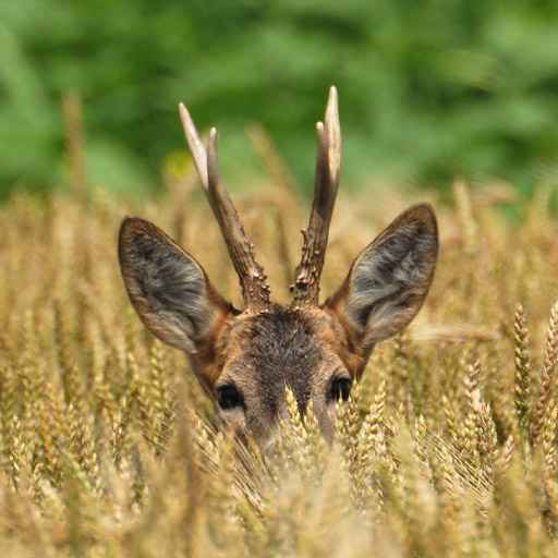 chasse au chevreuil - zone300