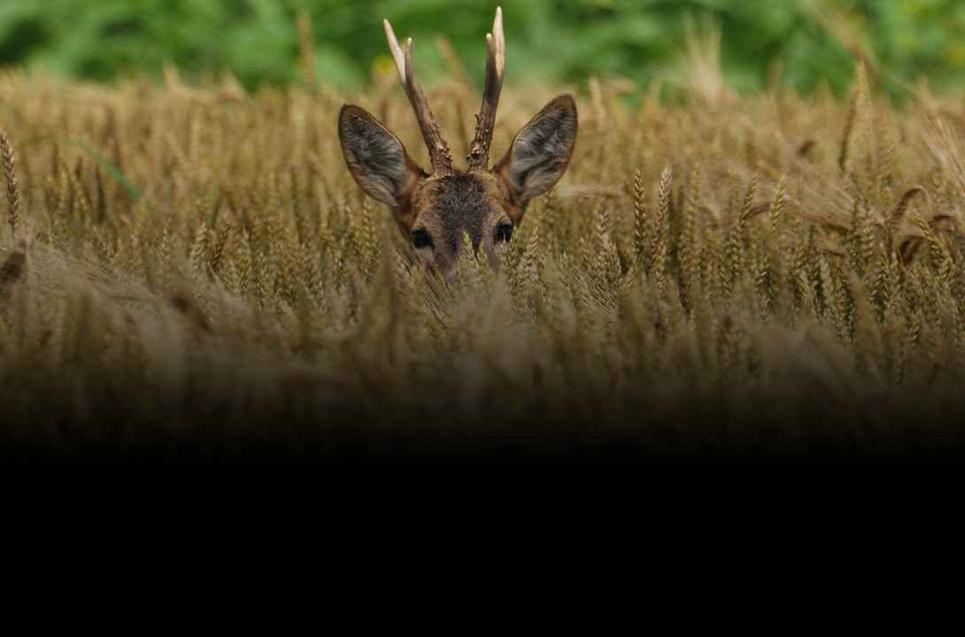 Chasse au chevreuil - Zone300