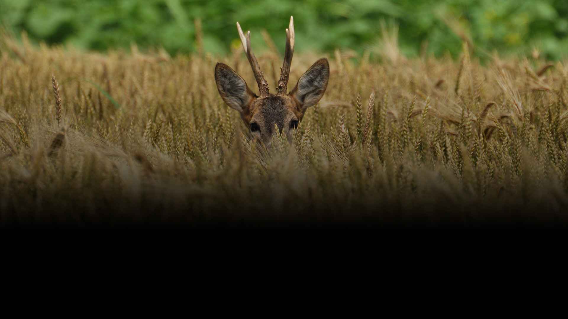 Chasse au chevreuil - Zone300