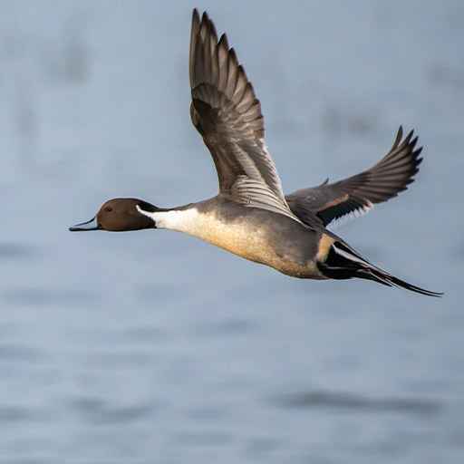 chasse au gibier d'eau - zone300