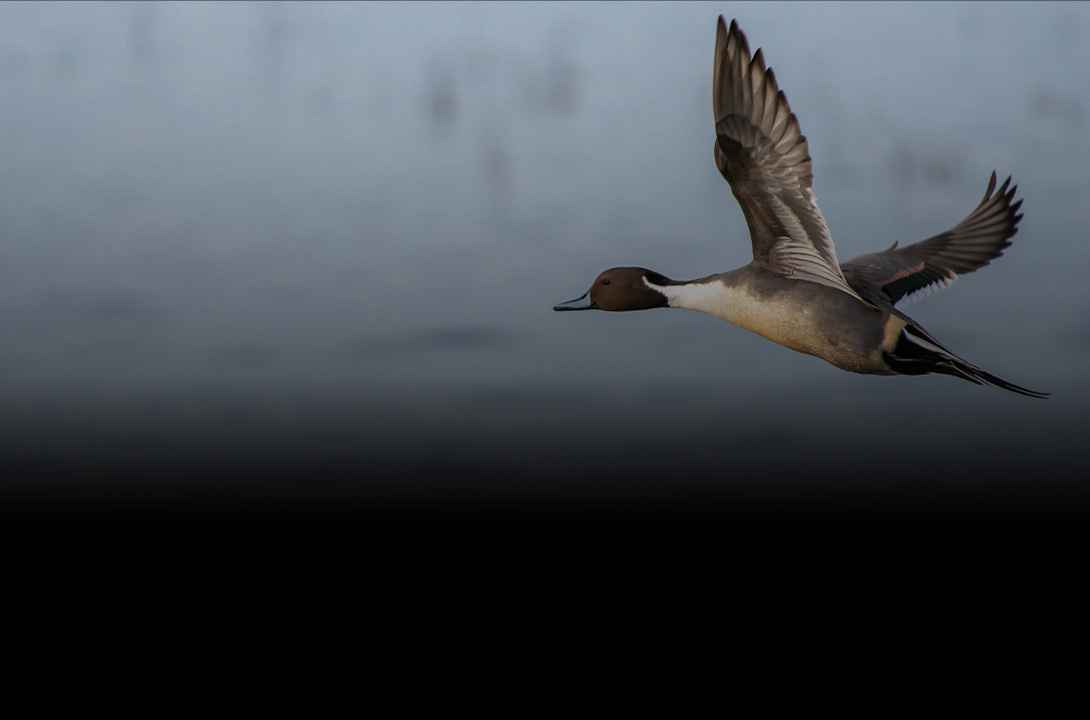 chasse au gibier d'eau - Zone300
