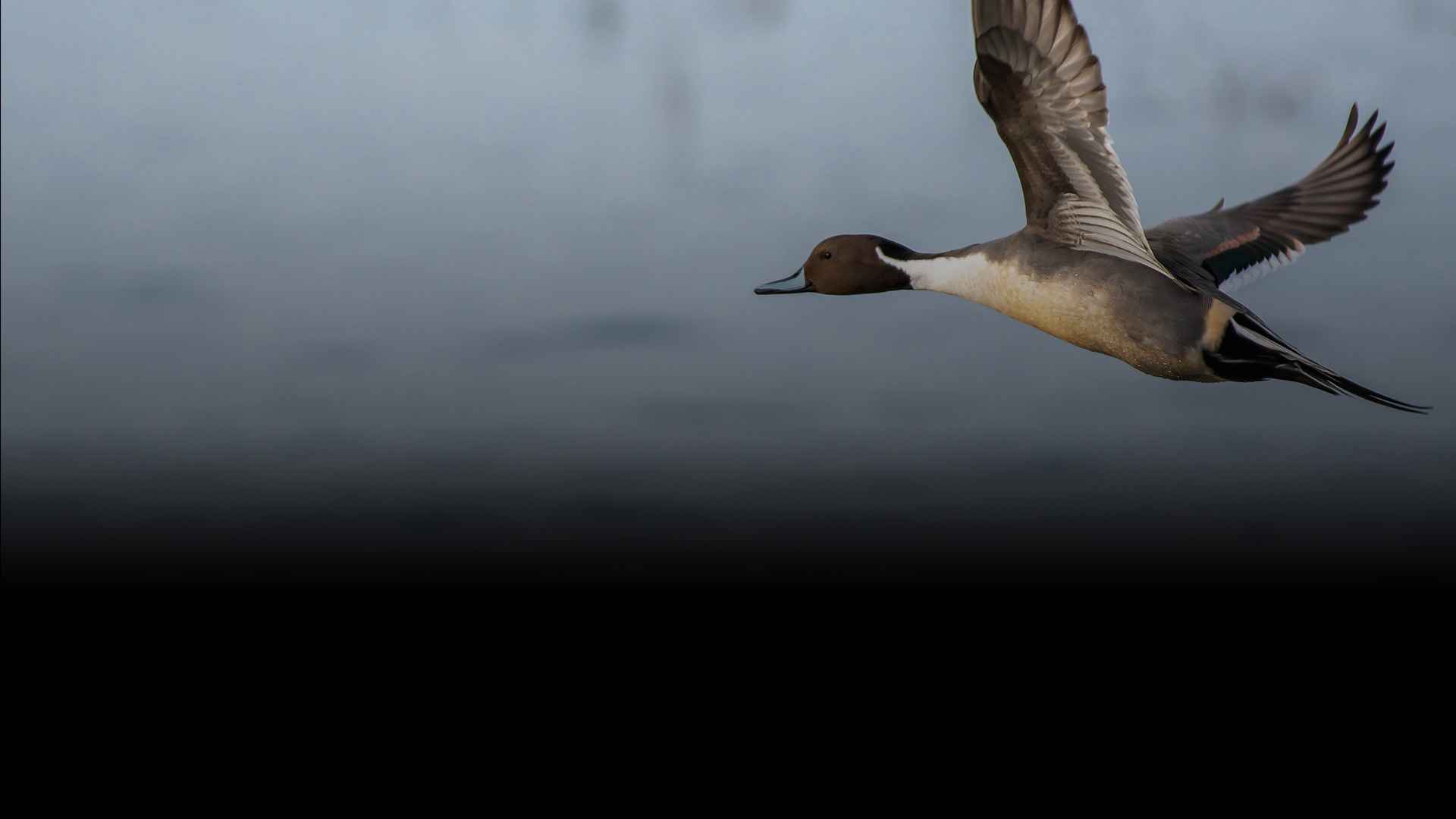 chasse au gibier d'eau - Zone300