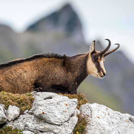 chasse au gibier de montagne - zone300