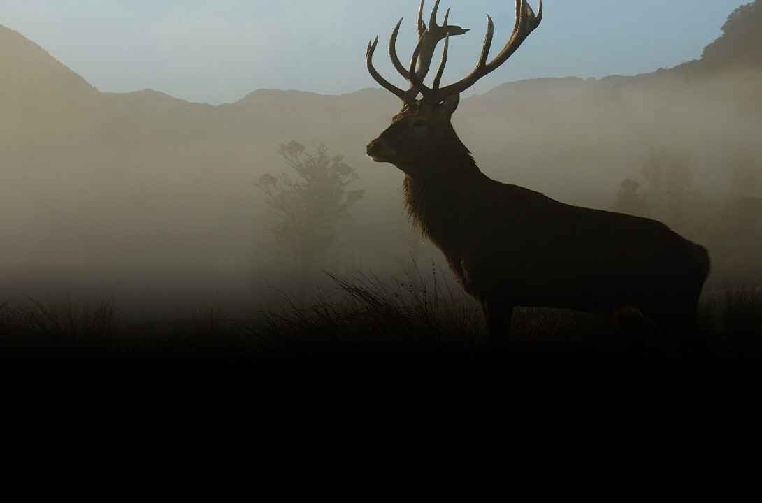 Chasse du grand gibier - Zone300
