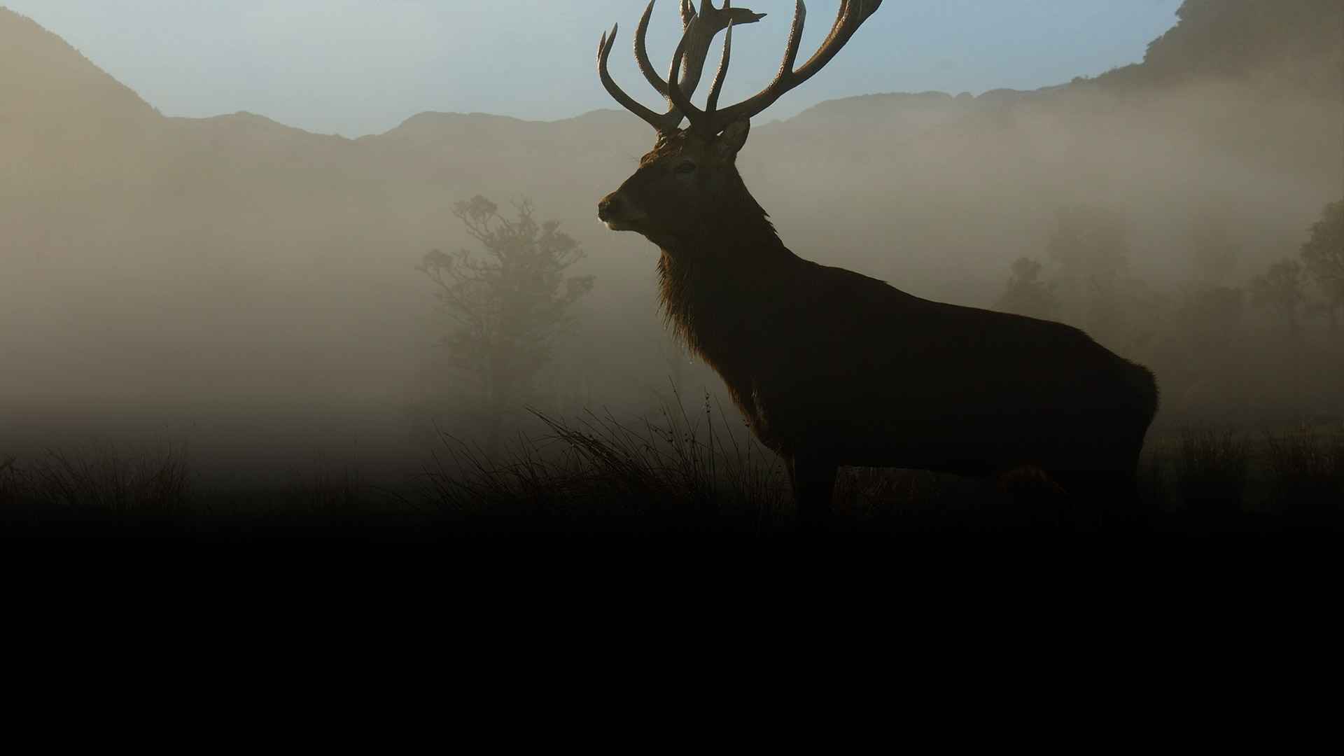 Chasse du grand gibier - Zone300