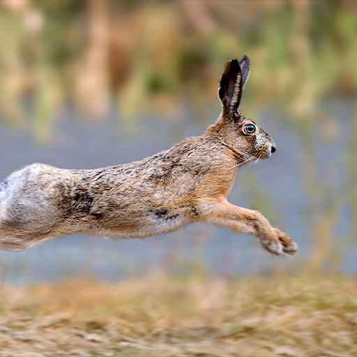 chasse au lapin / lièvre - zone300
