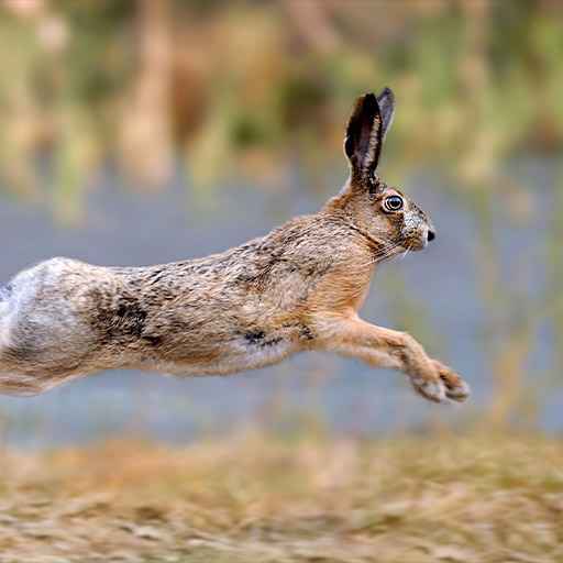 chasse au lapin / lièvre - zone300