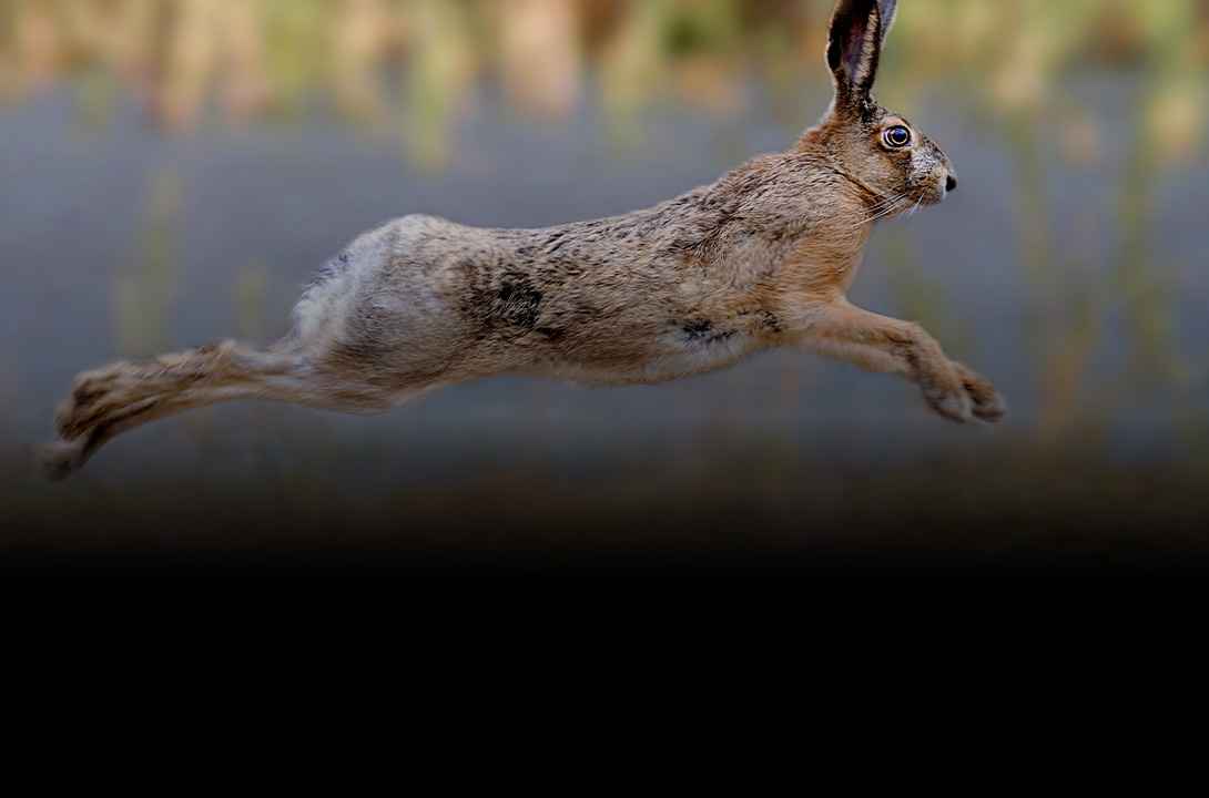 chasse au lapin / lièvre - Zone300