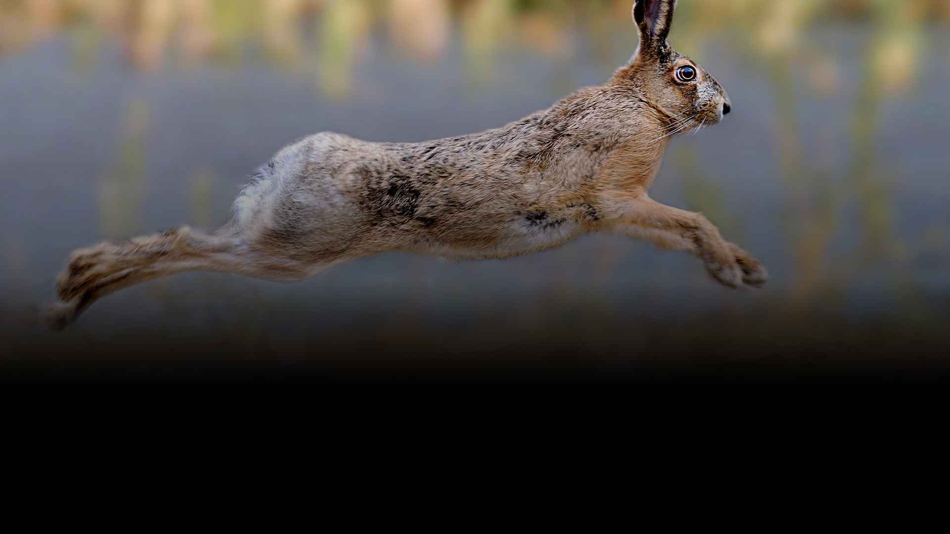 chasse au lapin / lièvre - Zone300