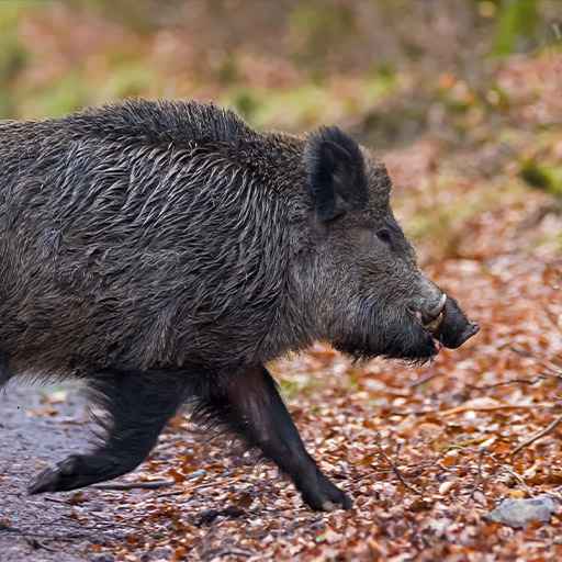 chasse au sanglier - zone300