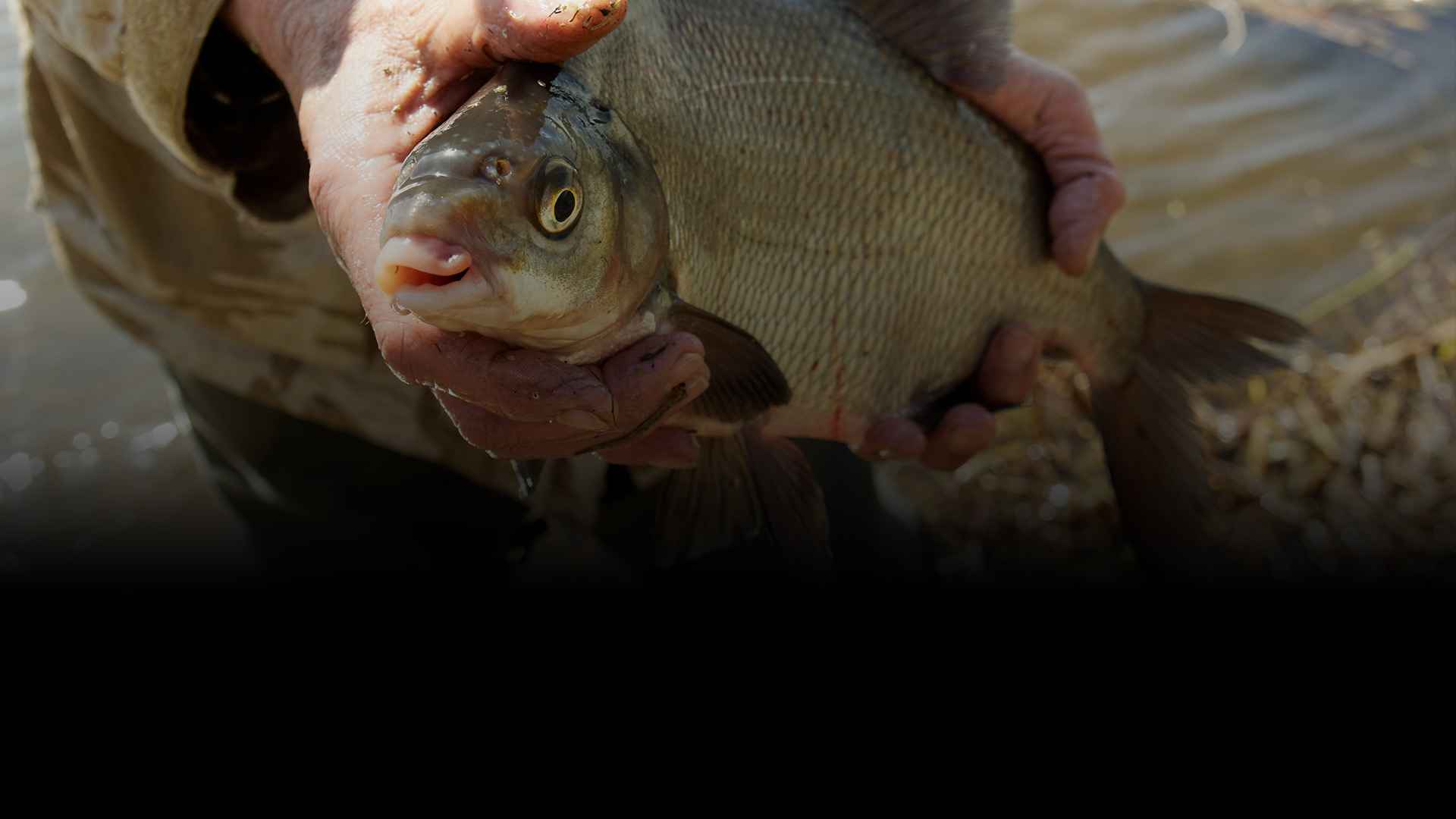 pêche à l'anglaise - Zone300