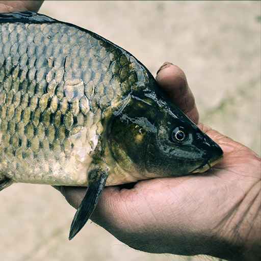 pêche des poissons blancs - zone300