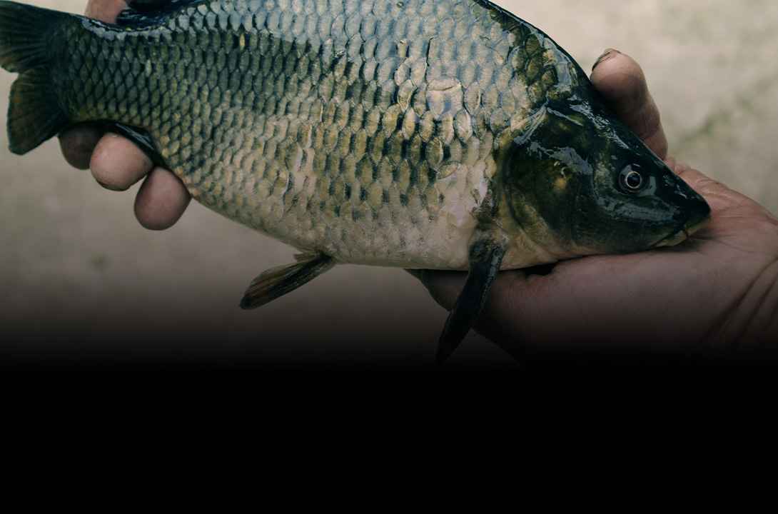 pêche des poissons blancs - Zone300